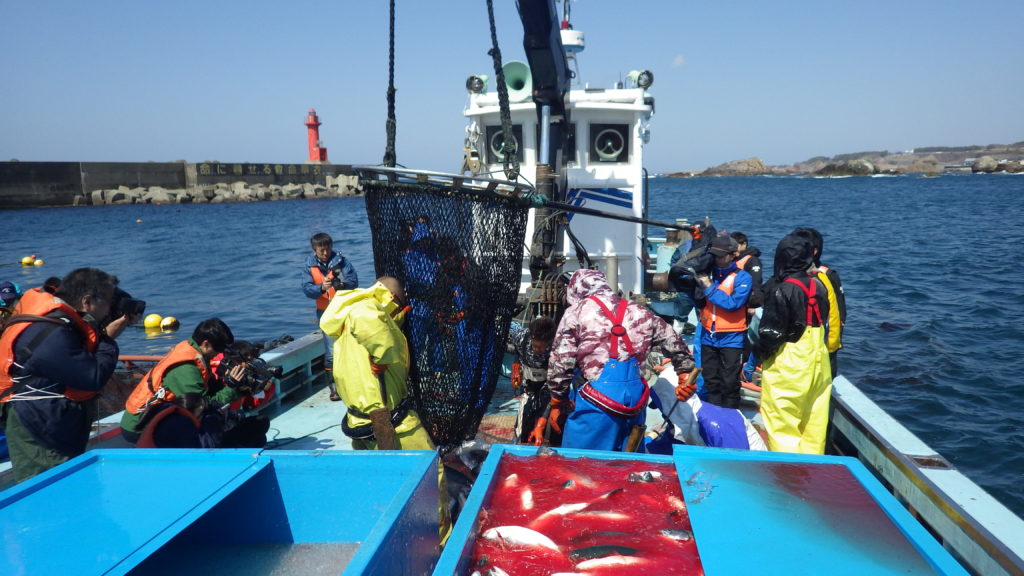 日本海深浦サーモンの本格水揚げが始まりました。 - 株式会社あおもり海山