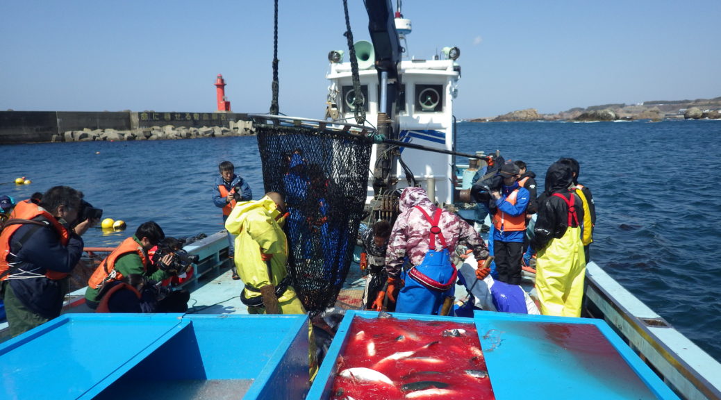 日本海深浦サーモン 水揚げ風景